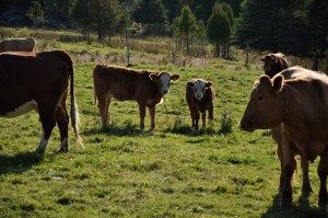 Veaux élevés sous la mère Veaux élevés sous la mère