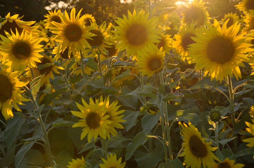 Cliquez ici pour voir un diaporama photo de la Ferme d'élevage Veilleux